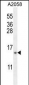 MRPS24 Antibody (Center)